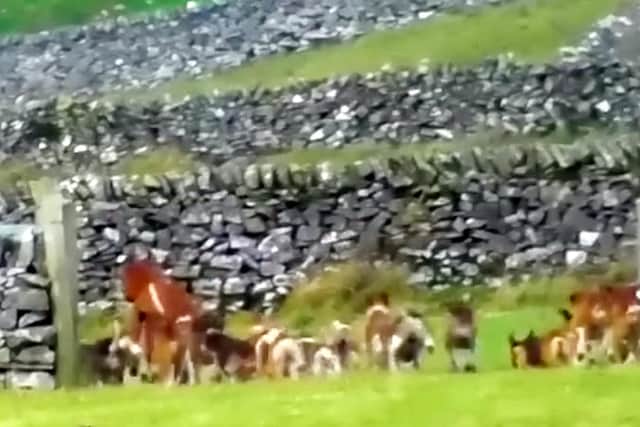 The “distressed” infant cow was seen fleeing across two fields as the beasts pursued it