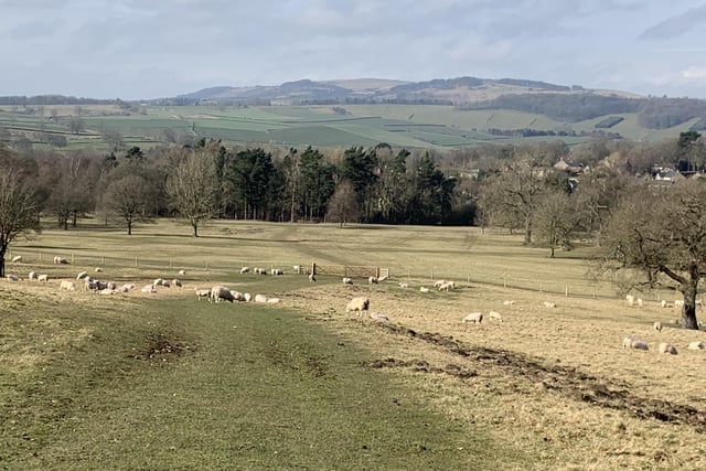 William Crook spotted the sheep enjoying the warm spring sunshine at Chatsworth Park, looking towards Baslow.