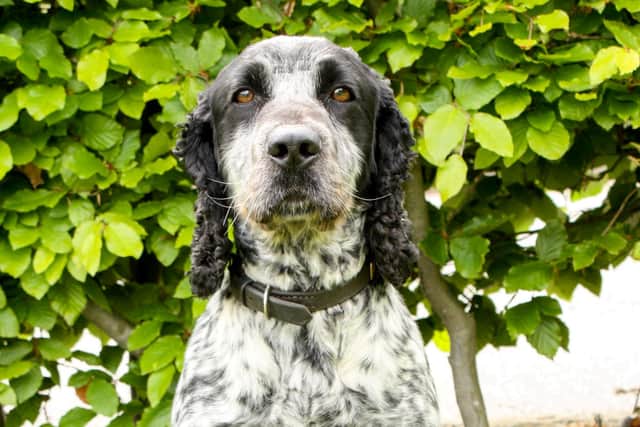 Cocker spaniel Billie. The world's only police dog to be able to sniff out evidence of sex crimes is retiring after six years.