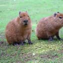 Two capybara twins born at zoo