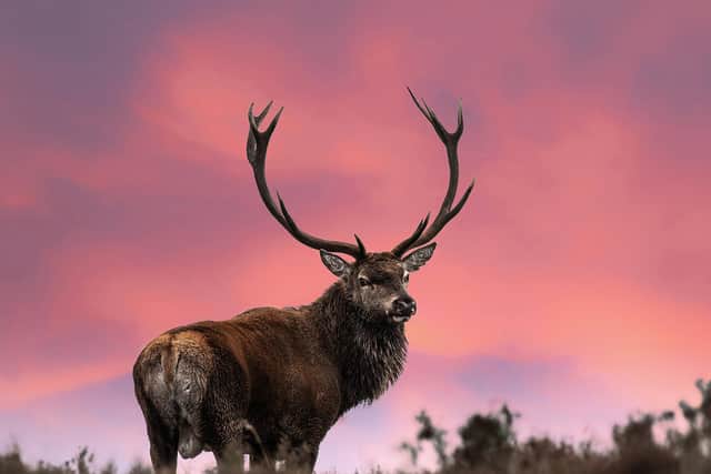 All photos taken by Chapel Camera Club members. Red Deer under a red sky by Ken Lomas
