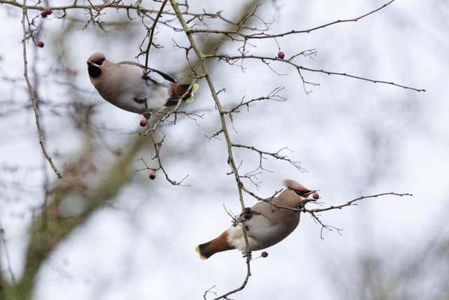 Steve Thorpe, Secretary of the Derbyshire Ornithological Society said: “The Derbyshire record is 400 which was recorded in December 1970 so we are watching the number closely to see if we can beat the record this year.”
All Rights Reserved: RKP Photography