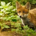 This stunning photo of a fox cub was captured by Derbyshire wildlife photographer Conor Blount following weeks of planning and preparation