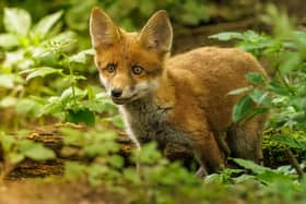 This stunning photo of a fox cub was captured by Derbyshire wildlife photographer Conor Blount following weeks of planning and preparation
