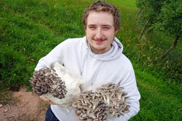 Businessman wants to make Buxton the ‘capital of funghi’ with Blue Oyster and King Oyster mushrooms