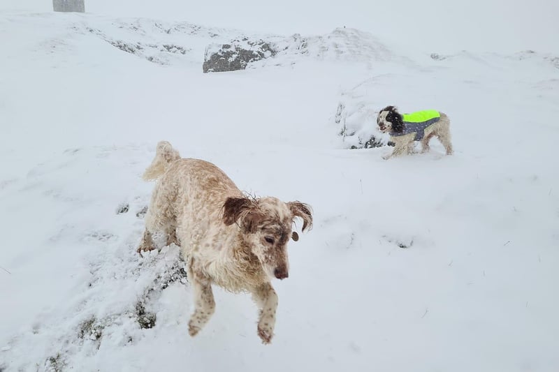 Dogs in the snow. Photo Ash Owellen