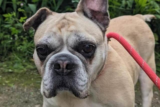 This little cutie Honey is looking for her forever home from Glossop and Tameside RSPCA. Photo submitted