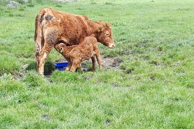 This super shot from Andrew's Photography shows a calf feeding off its mother in a field near Chesterfield.