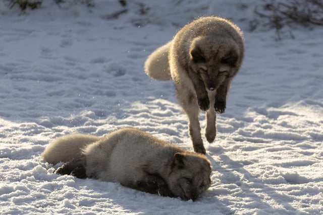 Arctic foxes at Peak Wildlife Park looking super happy to see snow Photo RKP Photography