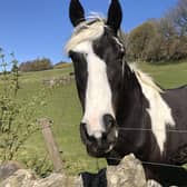 This equine character is enjoying the sunshine in Eyam, photographed here by John Moss.