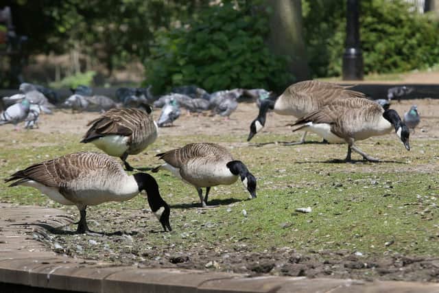 The problematic geese of the Pavilion Gardens. Pic Jason Chadwick