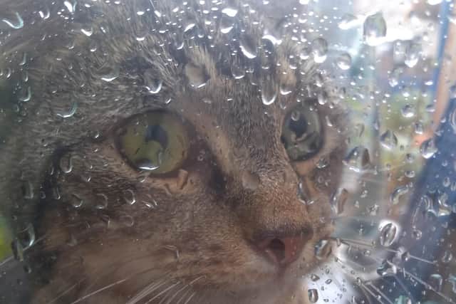 Pearle Smedley-Castle, 13, chased off competition from across the country with her portrait of pet cat Murphy staring out of a window covered in rain