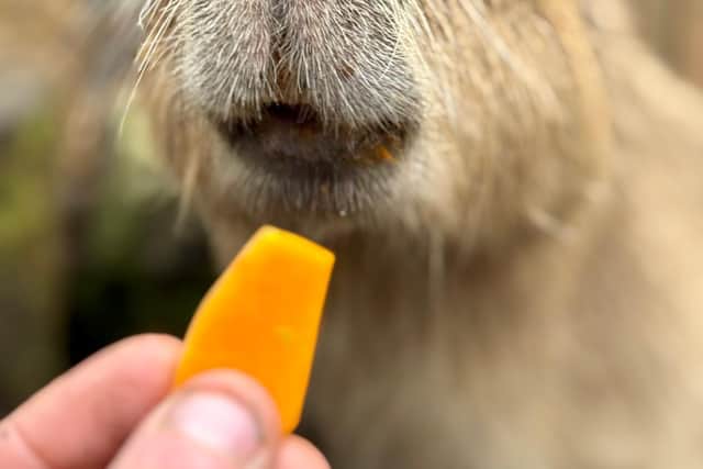 Meet mum and daughter Capybaras making Peak Wildlife Park their new home