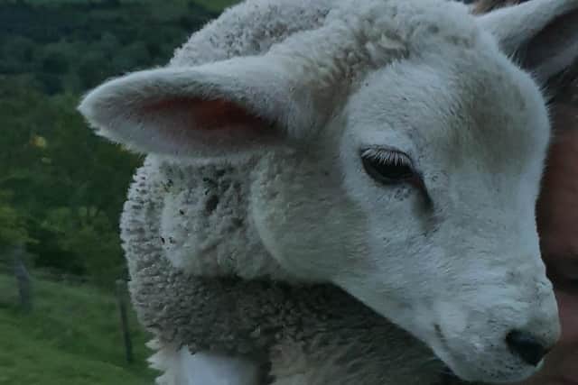 The lamb was handed back to the farmer at Calver after its rescue.