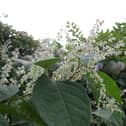 Due to its rapid growth rate of up to 10cm per day, Japanese knotweed has been known to cause damage to building structures and substructures