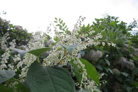 Due to its rapid growth rate of up to 10cm per day, Japanese knotweed has been known to cause damage to building structures and substructures