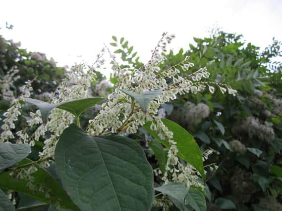 Due to its rapid growth rate of up to 10cm per day, Japanese knotweed has been known to cause damage to building structures and substructures
