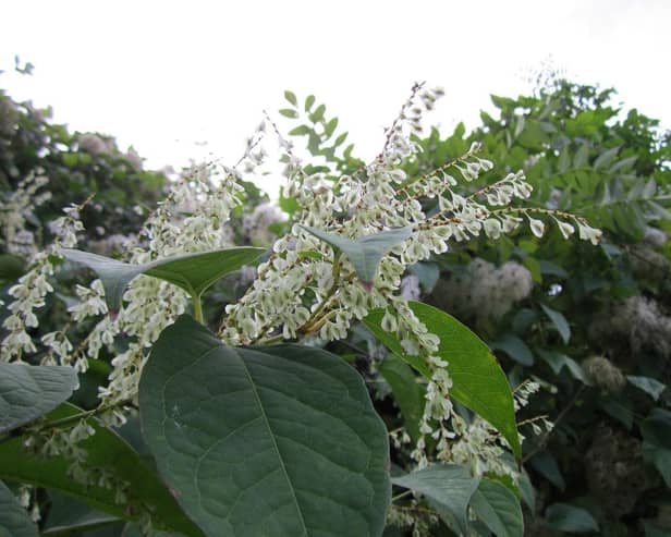 Due to its rapid growth rate of up to 10cm per day, Japanese knotweed has been known to cause damage to building structures and substructures