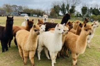Did you know that there is a glamping alpaca site here in Doncaster? Perfect for a staycation.