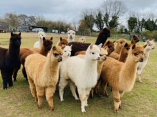 Did you know that there is a glamping alpaca site here in Doncaster? Perfect for a staycation.