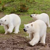 Last week a mother polar bear named Hope and her two sons, Nanook and Noori moved into Peak Wildlife Park. Pic submit