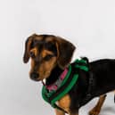 Coco the Dachshund has to overcome her first date nerves, when she meets 25-year-old Liv