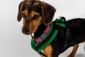 Coco the Dachshund has to overcome her first date nerves, when she meets 25-year-old Liv