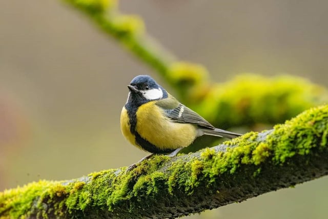 A beautiful close-up shot from Andy Gregory shows a great tit, seen by the River Wye near Buxton.