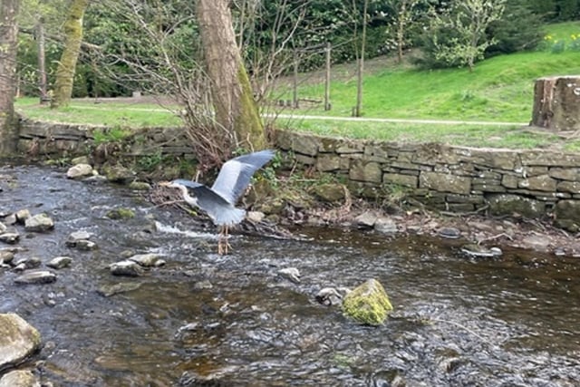 Eli Eary, aged 11, snapped this action photo of a heron at Hayfield Park.