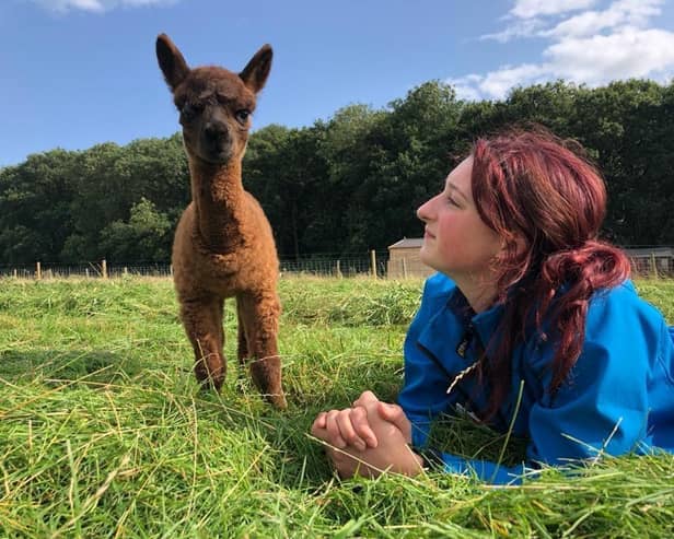Macca the Alpaca at his home, Bluebells Farm Park in Derbyshire 