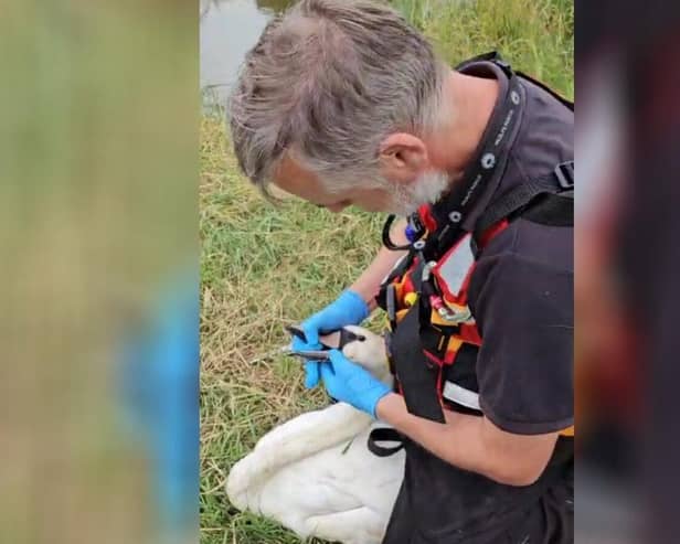 Watch the moment a young swan who is tangled in fishing wire is rescued from drowning in the river