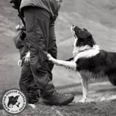 Seach dog Megan, who enjoyed a 'fantastic career' with Buxton Mountain Rescue Team (pic: Mountain Rescue Search Dogs England)