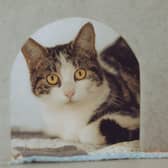 One of the kittens rescued in January 2024 by the Chesterfield RSPCA branch. (Photo: Contributed)