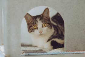 One of the kittens rescued in January 2024 by the Chesterfield RSPCA branch. (Photo: Contributed)