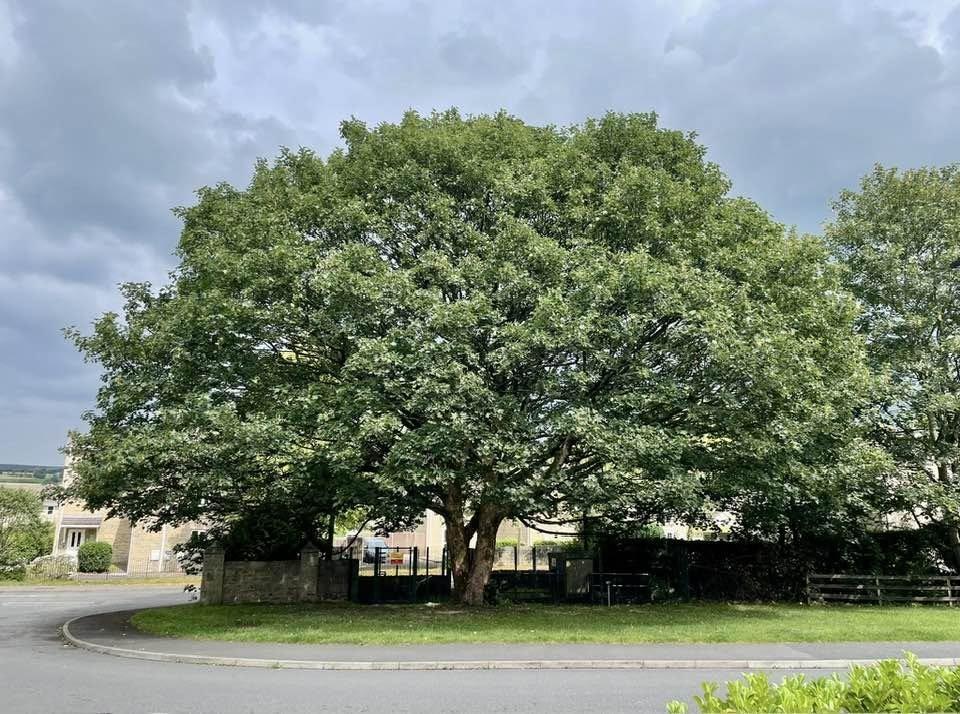Mature High Peak tree will not be removed during culvert upgrade works