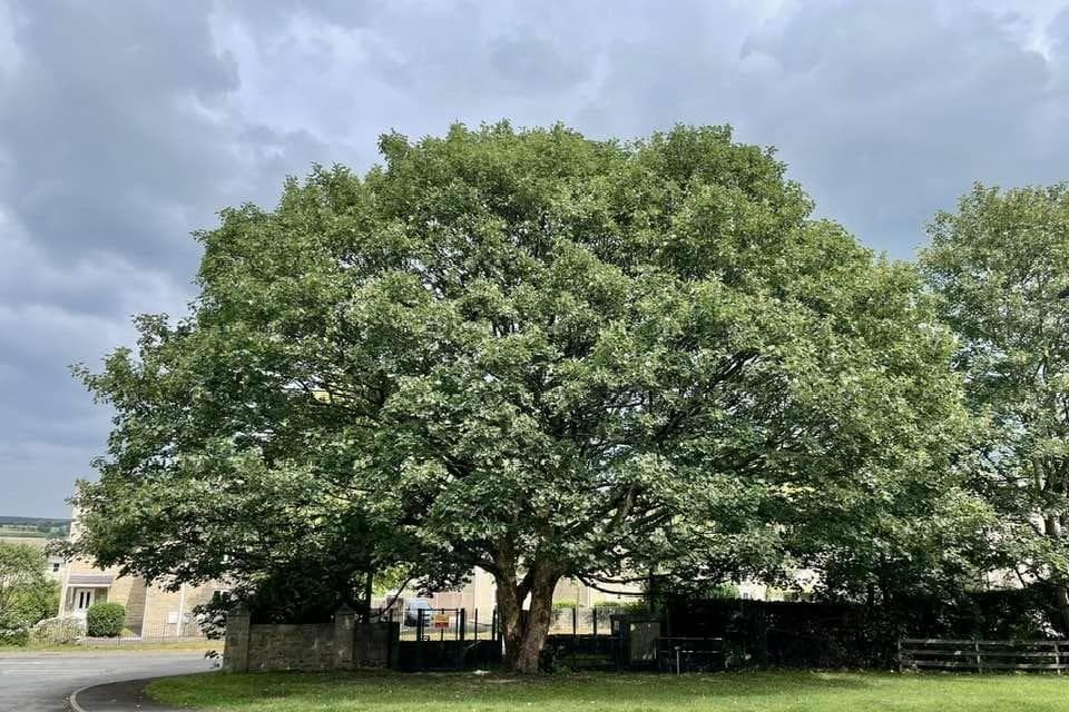 Mature High Peak tree will not be removed during culvert upgrade works