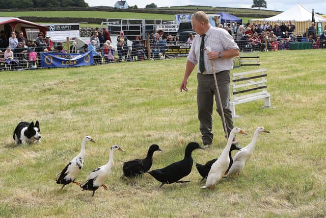 Peter Hallam shows off his dog's duck herding skills