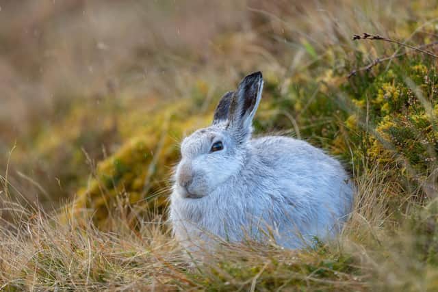 The hare's fur would usually be turning to brown now. Credit: Brian Matthews / SWNS.com.