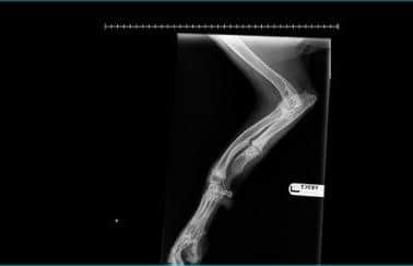 An X-Ray showing Basil's badly-bowed leg