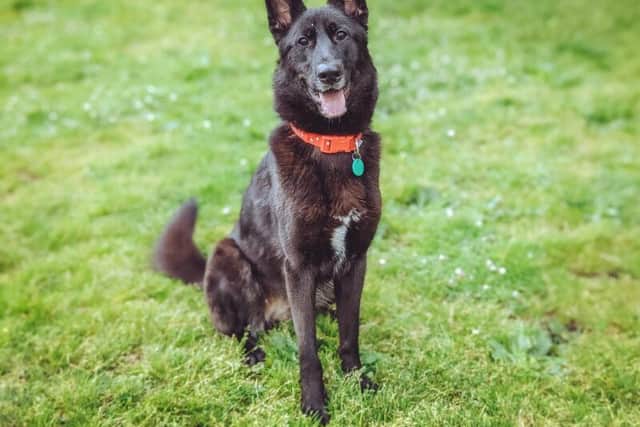 Luna is among the dogs which Chesterfield & North Derbyshire RSPCA is looking to rehome during the charity's Adoptober campaign.