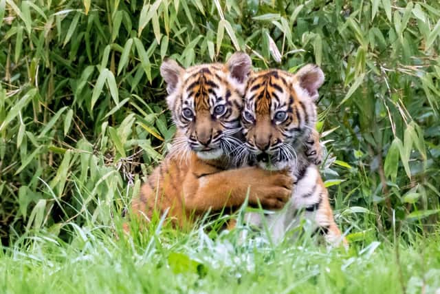 Two rare Sumatran tiger cubs emerging from their den for the first time at Chester Zoo. (Photo: Chester Zoo/SWNS)