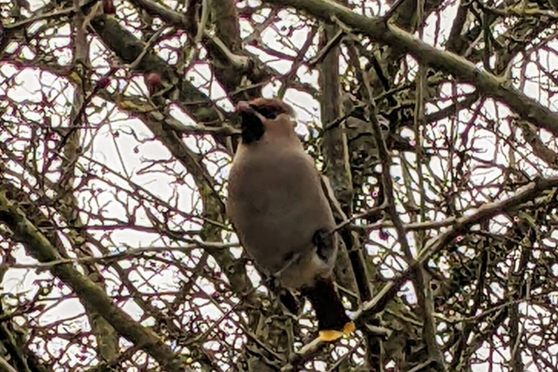The beautiful birds have arrived in larger than usual numbers in the UK in search of their favourite food - berries.