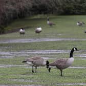 Waterfowl in the Pavilion Gardens Buxton. Pic Jason Chadwick