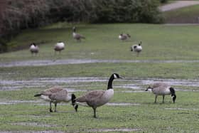 Waterfowl in the Pavilion Gardens Buxton. Pic Jason Chadwick