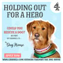 Rescue dogs are looking for a loving home.