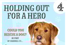 Rescue dogs are looking for a loving home.