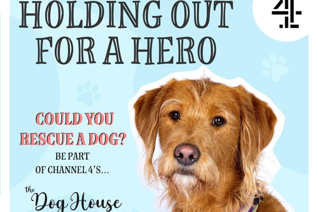 Rescue dogs are looking for a loving home.