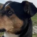 Patch will be joining Lauren on her walk for Meningitis Now.