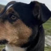 Patch will be joining Lauren on her walk for Meningitis Now.