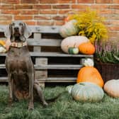 Mollie King of Kelp Social shares ways to keep animals happy and safe this Halloween - Animal News Agency